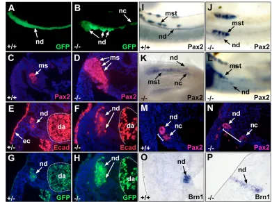 Fig. 6. Ectopic tubulogenesis