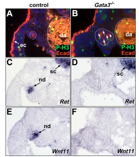 Fig. 7. Regulation of cell proliferation and gene expression byGata3. completely lost in (broken lines) of the nephric duct were signiﬁcantly higher in nephric ducts