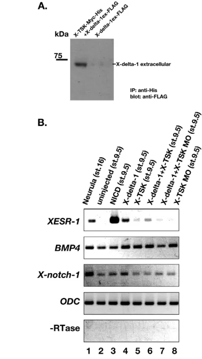 Table 3. Gene expression in X-TSK overexpressing embryos
