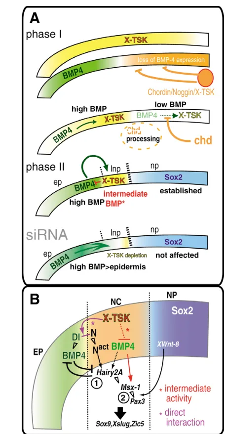 Fig. 8. A model of consecutive step of the neural crestspeciﬁcation.speciﬁcation. (Phase I) During gastrulation, midline BMP antagonistsinhibit  (A) A proposed model of sequential steps of neural crestBMP4 expression and specify the neural plate (orange)