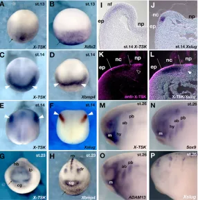 Fig. 1. Expression patterns of X-TSK and marker genesduring development. Results of whole-mount in situ