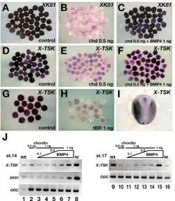 Fig. 2. X-TSK expression requires BMP signaling. Results of the