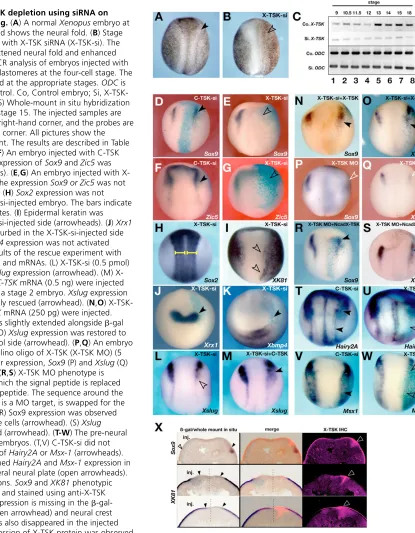 Fig. 4. Effects of X-TSK depletion using siRNA on