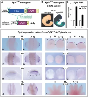 Fig. 1. Fgf4 expression in limb buds
