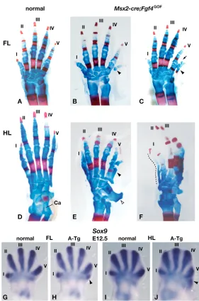 Fig. 3. Limb skeletal abnormalities in Msx2-creexpression in normal and crewith cartilage stained blue and bone stained red