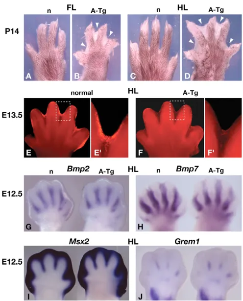 Fig. 4. Persistence of interdigital tissue in Msx2-creLysotracker to label regions with dying cells