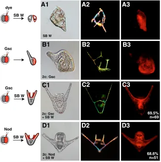 Fig. 8. Asymmetric expression of Gsc orNodal restores oral-aboral patterningdownstream from p38