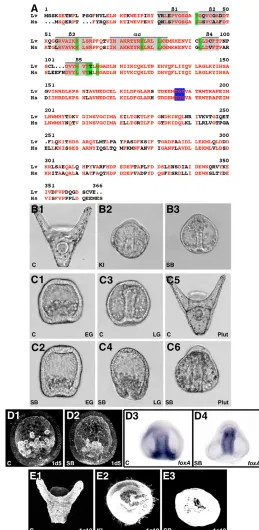 Fig. 1. Lvp38 inhibition speciﬁcally blocks oral speciﬁcation.