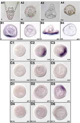 Fig. 2. p38 is required for the expression ofNodal (Nod) and Goosecoid (Gsc).(A) Brightﬁeld or DIC images of control (A1), SB-