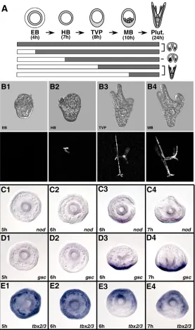 Fig. 3. p38 is required for oral speciﬁcation at lateblastula stage. B4), and then cultured to the pluteus stage