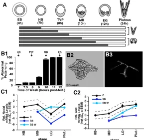 Fig. 4. SB removal reveals OA patterning defects.(A) Schematic depicting the experiment in B