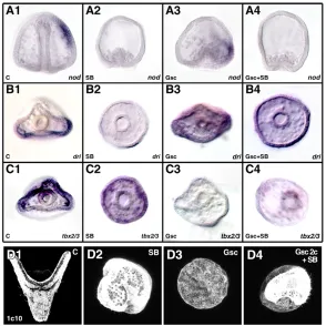 Fig. 7. LvGsc expression oralizes embryosdownstream from p38. analysis of Nodal (A), Dri (B) and Tbx2/3 (C) expression incontrol (1), SB-treated (2), Gsc-injected (3), and Gsc-injected plus SB-treated (4) embryos