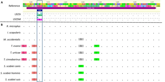 Fig 2. Alignment of nucleotide and/or amino acid sequences of the Voltage-Gated Sodium Channel fifth transmembrane segment (VGSC_IIS5)