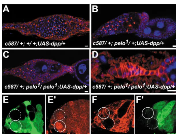 Fig. 3. Pelo is primarily localized in the cytoplasm of germ cells.(A-D) A nos-gal4VP16; UAS-FLAG-Pelo; Sec61a-GFP germariumlabeled for FLAG (red, A) and GFP (green, B)