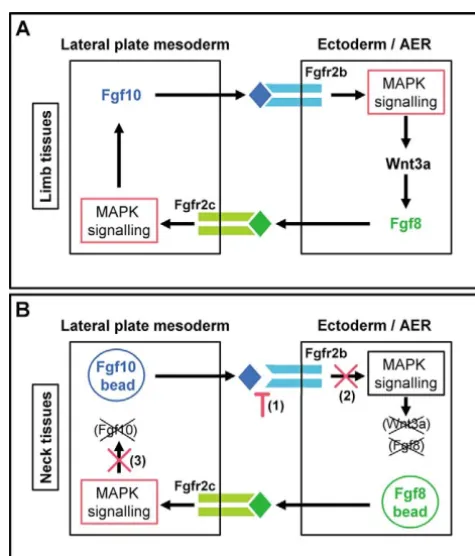 Fig. 8. Interruption of the Fgf feedback loop in the neck.(A) Schematic representation of the Fgf feedback loop that initiateslimb budding for a normal limb and for an ectopic limb in the ﬂank;details in the text