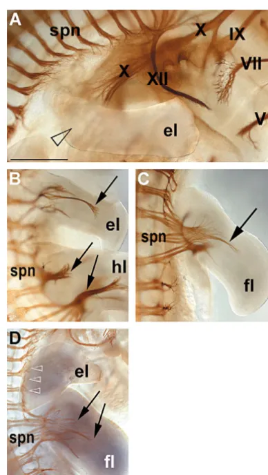 Fig. 2. The ectopic limb buds obtained in the neck are notinnervated. Dorsal views of an ectopic limb bud obtained in the neck(A,D) or in the ﬂank (B) and of a hindlimb bud (B) and a forelimbbud (C,D) of an embryo stage HH 25