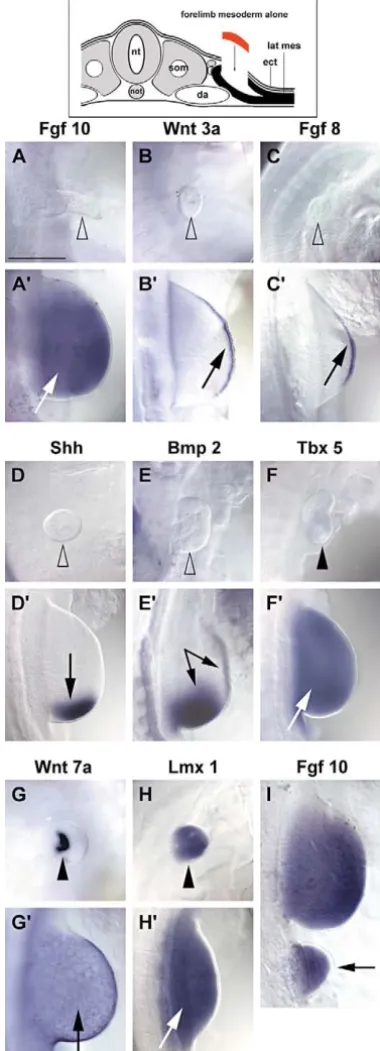 Fig. 4. Neck ectoderm does not differentiate into an AER. A schemeof operation is shown on top of the ﬁgure