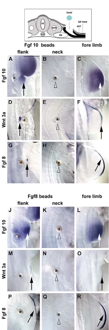 Fig. 5. Neck ectoderm and mesoderm do not respond to Fgf signals.C,J-L), A scheme of operation is shown on top of the ﬁgure