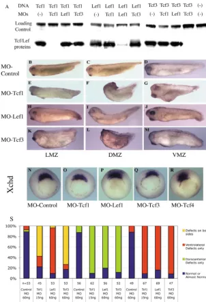 Fig. 1. MOs against Tcf/Lef factors produce differentand speciﬁc phenotypes. (A) XlTcf1, XlLef1 or XlTcf3MOs speciﬁcally inhibit protein synthesis from itscorresponding DNA construct in in-vitro transcriptionand translation assays, while not affecting sign