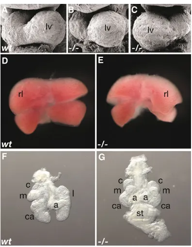Fig. 1. Loss of control (D). (F,G) E11.5 lungs and stomach. A midline stomach andright pulmonary isomerism was often observed in mutants (G), incontrast to the wild-type lungs (F, stomach not shown)