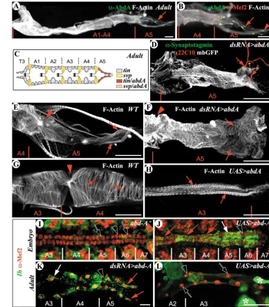 Fig. 4. AbdA expression andfunction during cardiac tube