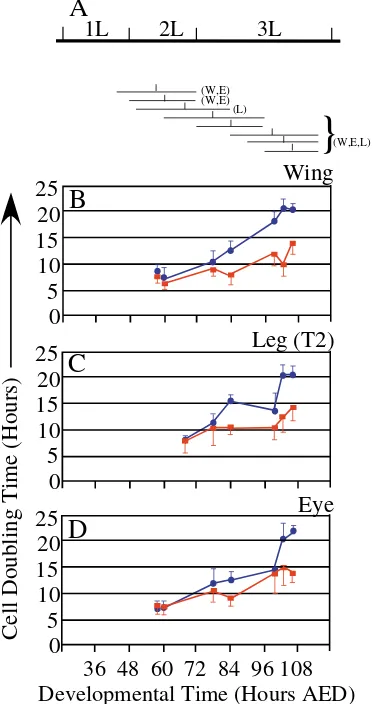 Fig. 6. Estimated doubling times of squamous PE and columnar DPcells in wing, eye and leg (T2) imaginal discs during larvaldevelopment