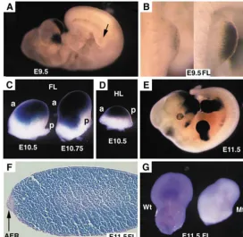 Fig. 1. Activity of Fgfr1Ap-2Cre revealed using Rosa-26 reporter mice. Ages ofembryos are as indicated