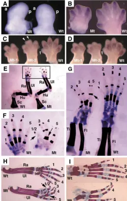 Fig. 4B) and then in the entire limb at later stages (Fig. 4G).In the forelimb, although Cre activity is detected at the time oflimb initiation, it starts posteriorly and then gradually extends