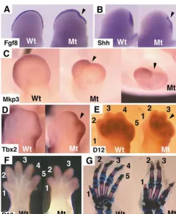 Fig. 6. Abnormal autopod formation and patterning inAlcian Blue stained P1 (A) and P10 (B) hindlimbs.(C,D) Higher magniﬁcation of the ﬁfth digit of a mutant(C), and a wild type (D)