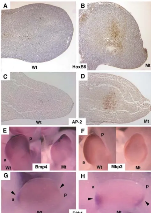 Fig. 9. Increased apoptosis and altered gene expression in FGFR1-shown in D is wider because of an increased length of the DV axis,which can only been seen in the cross sections