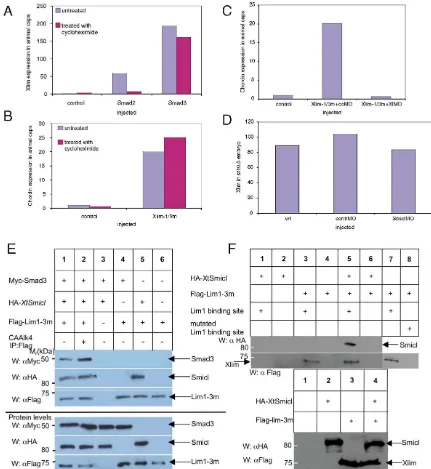 Fig. 7. Smad3 induces expression of analysed by quantitative RT-PCR. (B) Xlim1/3m is a direct inducer of Xenopus laeviscycloheximide, as described in Fig