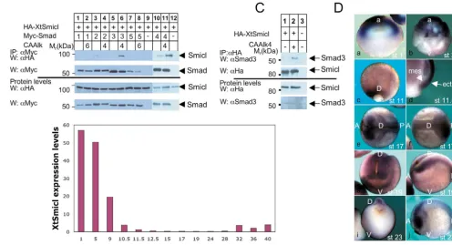 Fig. 1. Smicl is a Smad-interacting protein that is expressed maternally and then zygotically during posterior; mes, mesoderm; ect, ectoderm