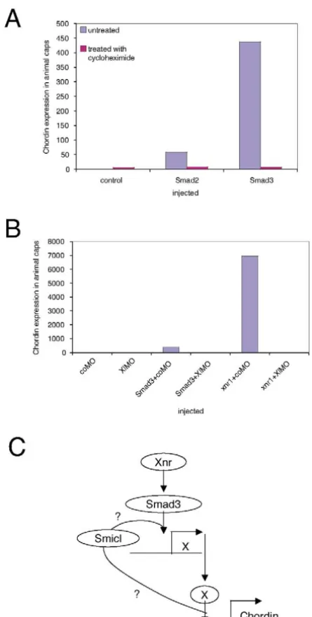 Fig. 6. Induction of Smicl. (A) RNA (500 pg) encoding Smad2 or Smad3 was injectedinto embryos of regions were dissected at mid blastula stage 8 (before the midblastula transition)