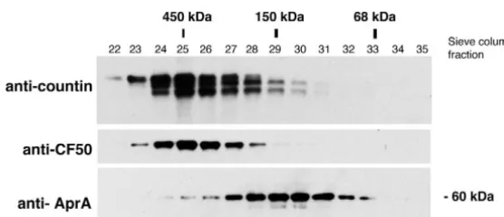 Fig. 1. (A) The predicted amino acid sequence of AprA. The amino acidsequences from tryptic peptides of AprA are shown by grey boxes