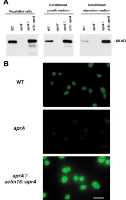 Fig. 4. Disruption of aprA by homologous recombination causescells to form large abnormal structures during development