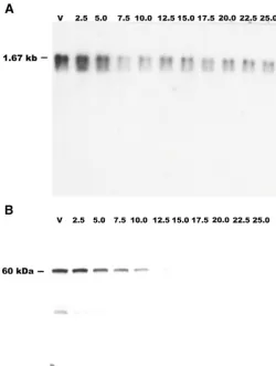 Fig. 6. The subcellular distribution of AprA. Cells from preparationssimilar to those shown in Fig