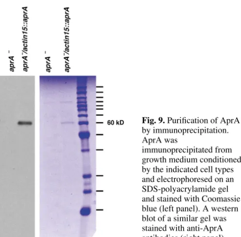 Fig. 8. Growing wild-type cells secrete a ~150 kDa factor thatfactor. Conditioned growth media from the indicated cell types werefractionated on the Superose gel ﬁltration column used for Fig