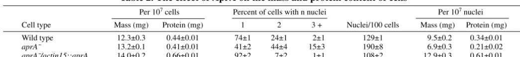 Fig. 10. AprA helps to prevent the formationof multinucleate cells. (Top row) Cellsgrowing in shaking culture were ﬁxed withethanol and stained with DAPI to shownuclear DNA (the background staining in thecells is mitochondrial DNA)