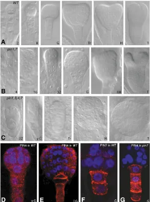 Fig. 1. Cross-regulation of PIN expression and function in embryo development.(A-C) Novel embryo phenotypes in pin1,3,4,7 multiple mutants (C) comparedwith wild-type (A) and pin1,7 mutant (B) embryos