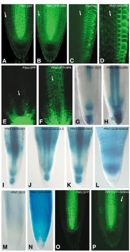 Fig. 3. Manipulation of auxin homeostasis leads to ectopic PINgene expression. (A-H) Inhibition of auxin transport by NPA (50�mol/l for 24 hours) leads to upregulation of PIN1::PIN1:GFPin epidermis and cortex (B); PIN2::PIN2:HA (D),PIN4::PIN4:GFP (F) and P