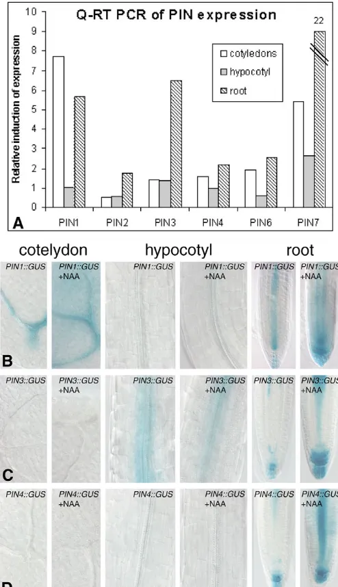 Fig. 4. Tissue-speciﬁc regulation of PIN gene expression by auxin.(A) Quantitative RT-PCR showing upregulation of PIN geneexpression in cotyledons, hypocotyls and roots following auxintreatment (10 �mol/l NAA for 3 hours)