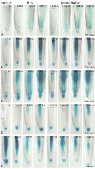 Fig. 5. Time- and concentration-dependence of auxin-regulated PIN gene expression.(A-D) Upregulation of PIN1::GUS (A), PIN3::GUS (B), PIN4::GUS (C) and PIN7::GUS(D) expression after different times and different concentrations of 2,4-D incubation