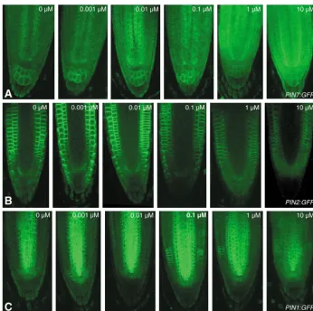 Fig. 7. Increased auxin levels lead to a decrease in PIN levels in (A-C) The PIN7:GFP (A), PIN2:GFP (B) and PIN1:GFP (C) protein levels decrease at higherauxin concentrations