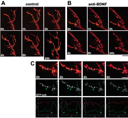 Fig. 2. Neutralizing endogenous BDNF inﬂuences presynaptic sites in individual RGC arbors
