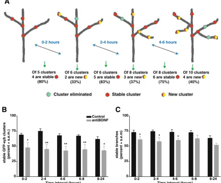 Fig. 4. Anti-BDNF rapidly inﬂuences presynaptic site and axon branch stability. (A) Diagrammatic representation of GFP-synaptobrevin clusterdynamics and arbor growth