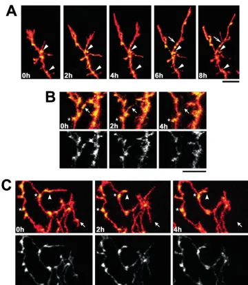 Table 1. Average number of branches eliminated that did or did not exhibit GFP-synaptobrevin clusters prior to theirretraction