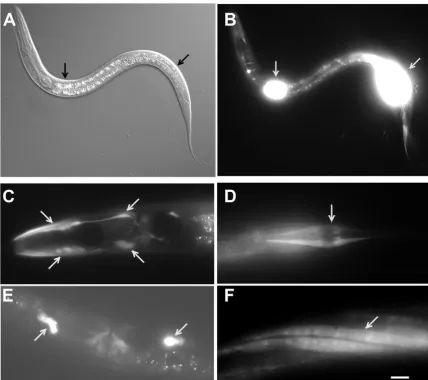 Fig. 4. Fibulin-1 is secreted by intestine, muscle and hypodermal cells. (A,B) DIC (A) and ﬂuorescence (B) micrographs with arrows showingexpression of GFP under the control of the ﬁbulin promoter in intestine