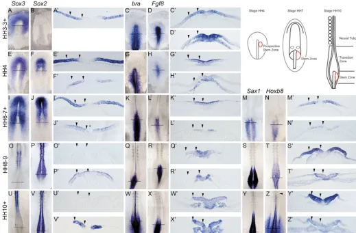 Fig. 1. Comparison of early neural, mesodermal and stem zone-speciﬁc gene expression adjacent to the primitive streak during body axisextension