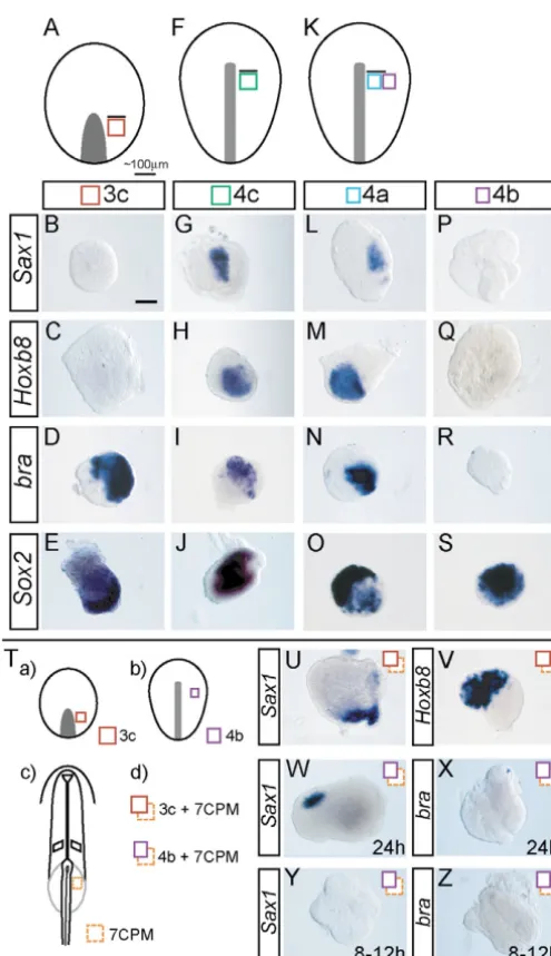 Fig. 2. Timing and tissue interactions underlying stem zoneexplants do not express positive (S)