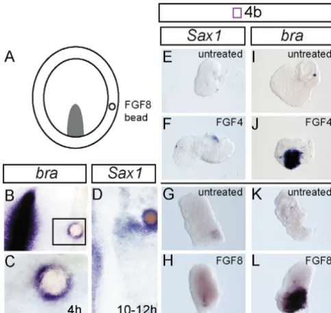 Table 1. FGF signalling can induce bra but not Sax1expression in HH stage 4 neural plate explants